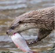 Otter mit Beutefisch