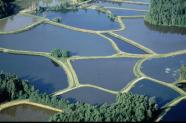 Luftbild einer Teichlandschaft