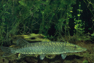 pike