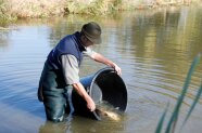 Person steht in einem Teich und entlässt Karpfen aus einem Bottich.