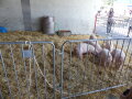 Ferkel beim Tag der offenen Tür in Grub.