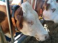 Das Bild zeigt den Kopf einer Kuh im Stall. Die Kuh hat an einem Halsband das Gehäuse des Lokalisierungssystems der Firma Cattle Data umhängen.