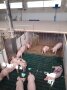 Eine Ferkelaufzuchtbucht im PigPort mit Liegekiste und Fressbereich