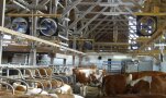 Stalllüftung im Milchviehstall: Ventilatoren