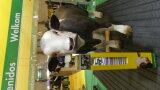 Stehende Tieratrappe auf der EuroTier