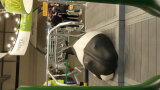 Liegende Kuh: Tieratrappe auf der EuroTier