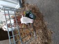 Neugieriges Kalb vor seiner Box auf einem Betrieb in München-Aubing