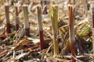 Körnermaisstoppeln und -stroh nach dem Drusch auf dem Feld 