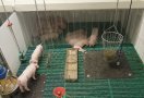 Ferkel ruhen im abgedeckten Liegebereich.
