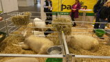 Schafe auf der EuroTier 2024