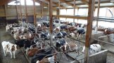 Verbraucher im Milchviehstall - Blick in einen modernen Milchviehlaufstall