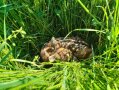 Geducktes Rehkitz im Gras verborgen