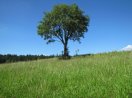 Grünlandfläche mit Baum bei Sonnenschein und wolkenlosem Himmel