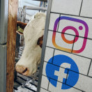 Eine Kuh schaut durch eine Türe, darum angeordnet die Logos von Facebook und Instagram