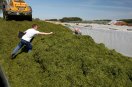 Probenahme einer Grassilage im Fahrsilo