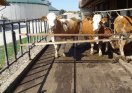 Kühe stehen auf einem frei bewitterten Laufhof 