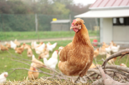 Braunes Huhn im Außenbereich eines Mobilstalls