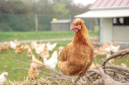 Braunes Huhn im Außenbereich eines Mobilstalls.