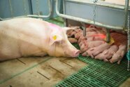 Liegende Muttersau in einer Bewegungsbucht mit Ferkeln