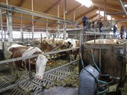 Stalltag 2023: Besuchergruppe im Stall.