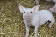 Ein Ferkel steht auf einer Strohunterlage im Stall und sieht in die Kamera.