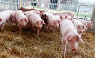 Schweine in Freilandhaltung auf Stroh
