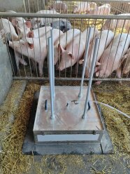 offene, dynamische Messhaube zur Erfassung der Flächenquelle im Schweinestall