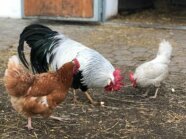 Ein bunter Hahn und ein braunes und ein weißes Huhn beim Picken