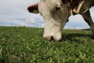 Kopf einer braun weißen Kuh die auf der Weide Gras frisst