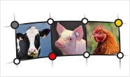 Schlüsselbild des Projektes Fokus Tierwohl mit den Tierarten, Rind, Schwein und Geflügel