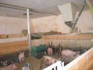 Blick in einen Schweinestall