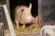 Schwein Netzwerk Fokus Tierwohl