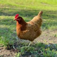 Braunes Huhn auf Wiese.