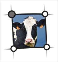 Logo: Kopf einer schwarzweißen Kuh in einem blauen Viereck.