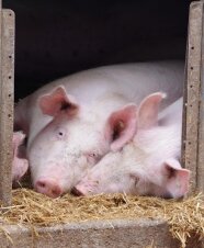 Zwei Schweine liegen im Stroh und schauen aus einer Bucht