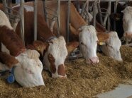 Kühe im Stall fressen am Fressgitter.