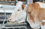 Eine seitlich stehende Kuh, die ein Band mit Sensoren um den Hals trägt.