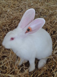 weißes Kaninchen im Stroh, gekennzeichnet mit elektronischer Transponderohrmarke