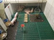 Schweine in einer KomfortPlus-Bucht mit Liegebereich, Heuraufe, Spielzeug und Microsuhle