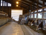 Automatische Fütterung im Milchviehstall