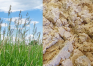 Rohrglanzgras auf wiedervernässter Moorfläche und frisch ausgetragene Kartoffelpülpe.