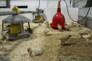 Abteil des Putenstalls während der Aufzucht.  Zu sehen sind in näherer Umgebung der Kamera etwa 20 gelbe, flauschige Putenküken im Alter von 4 Tagen.