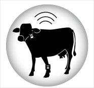 Schwarz-weiss-Zeichnung einer Kuh