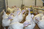 Es sind etwa 25 Puten zu sehen, die gleichmäßig im Abteil verteilt stehen.
