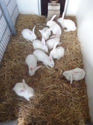 Kaninchen im eingestreuten Auslauf