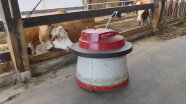 Automatischer Futterschieber im Stall beobachtet von Kühen