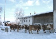 Fleckviehrinder im Winter im Auslaufbereich