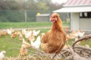 Ein Huhn sitzt auf Zweigen, im Hintergrund zahlreiche Hennen in Freilandhaltung