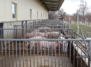 Schweine im teilüberdachten Auslauf an zwangsgelüftetem Stall