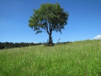 Grünlandfläche mit Baum bei Sonnenschein und wolkenlosem Himmel